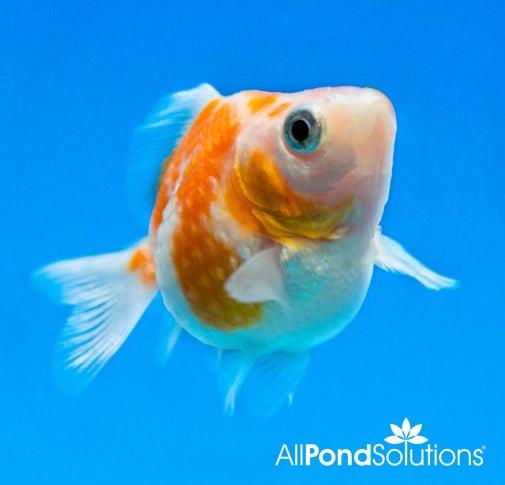 Premium Pearlscale Goldfish (Carassius auratus) - Exotic Aquarium Fish for Home & Office Decor | Perfect for Fish Tanks, Ponds & Aquatic Displays