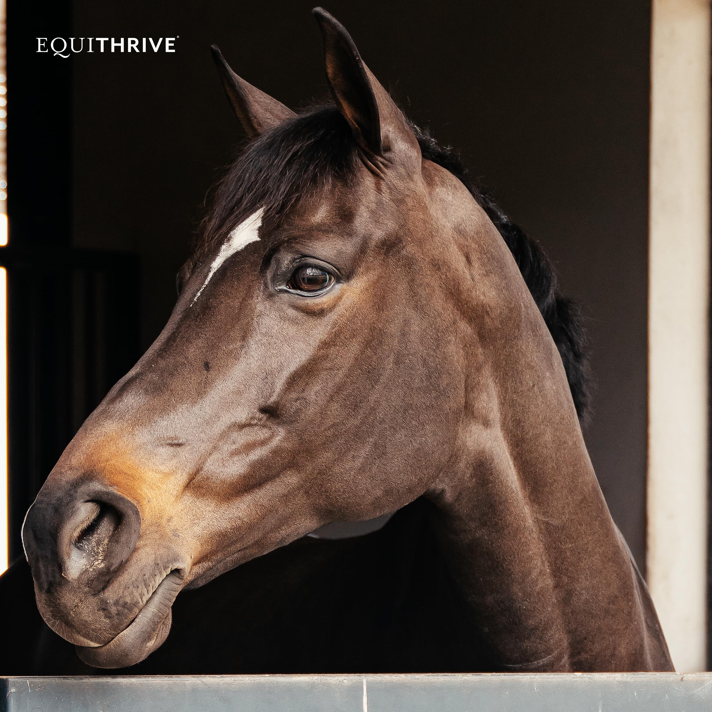 Equithrive Original Joint Supplement Powder for Horses - Resveratrol & Hyaluronic Acid Formula - 2 lb Bag - Supports Mobility & Joint Health - Ideal for Performance Horses & Senior Equine Care