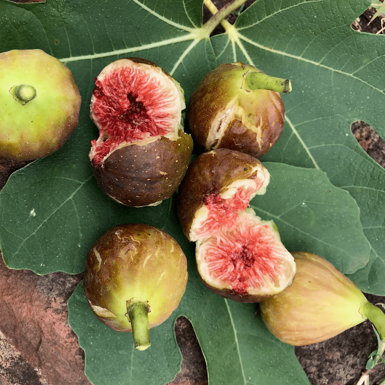 Organic Brown Turkey Fig Tree (Ficus carica) - Sweet Fruit Bearing Plant for Home Garden, Landscaping & Fresh Eating