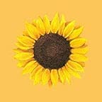 Sunflower Yello