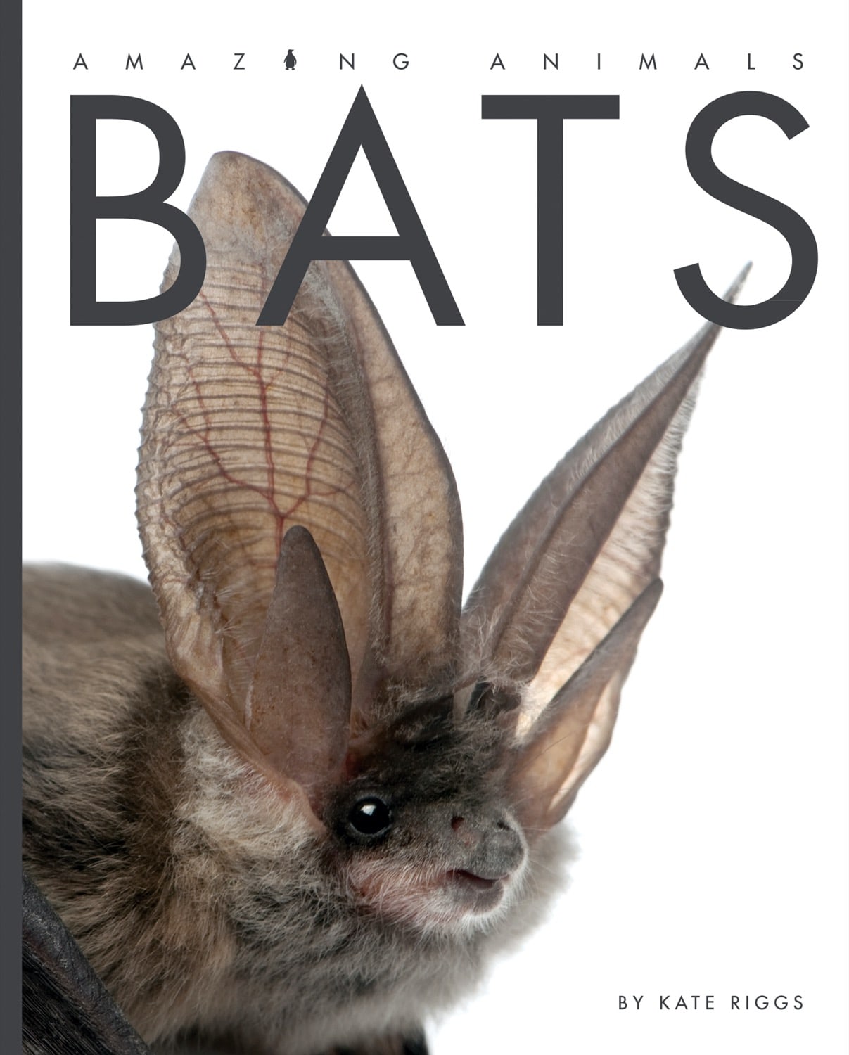 Amazing Animals (2014): Bats - Educational Wildlife Documentary for Kids & Nature Lovers - Perfect for Classroom Learning and Family Movie Nights