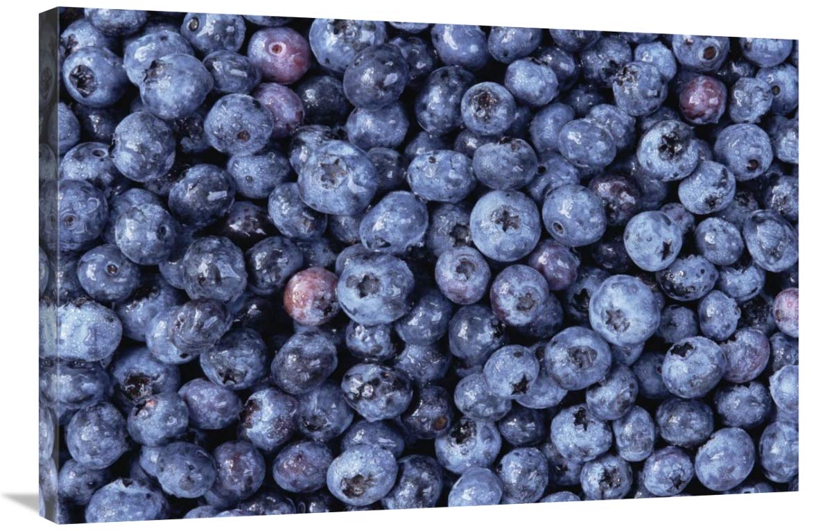 24 x 36 Inch Bilberry Group North America Wildlife Art Print by Gerry Ellis - Perfect for Home Decor, Office Wall Art & Nature Lover Gifts
