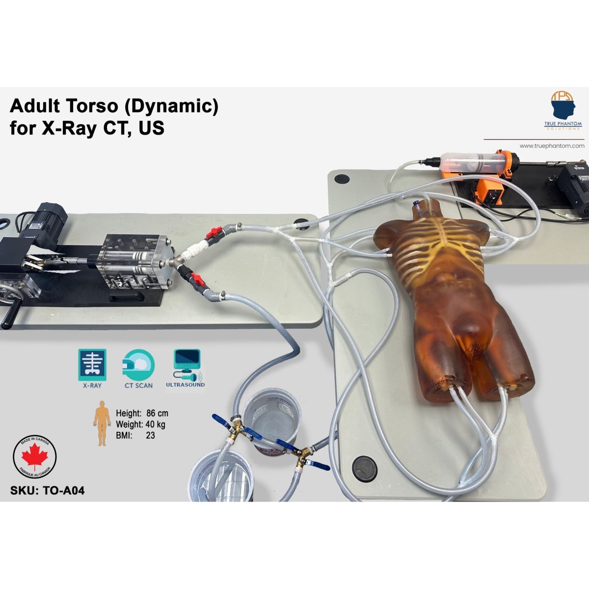 Dynamic Adult Torso Model with Heart Pump - Anatomical Teaching Tool for X-Ray, CT & Ultrasound Training - Perfect for Medical Education & Radiology Practice
