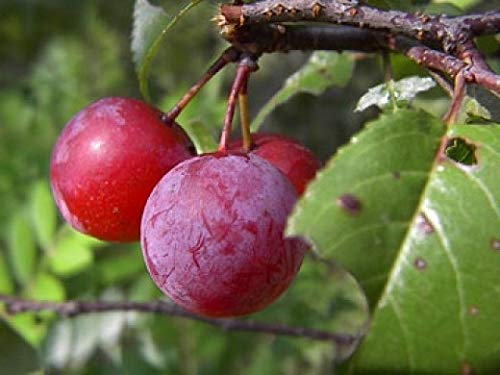Buy Mphmi Plum Plant (Prunus Domestica Aloo Bukhara) - Fresh Fruit Tree for Home Garden, Backyard Orchard & Landscaping | Perfect for DIY Gardening, Organic Farming & Outdoor Decor