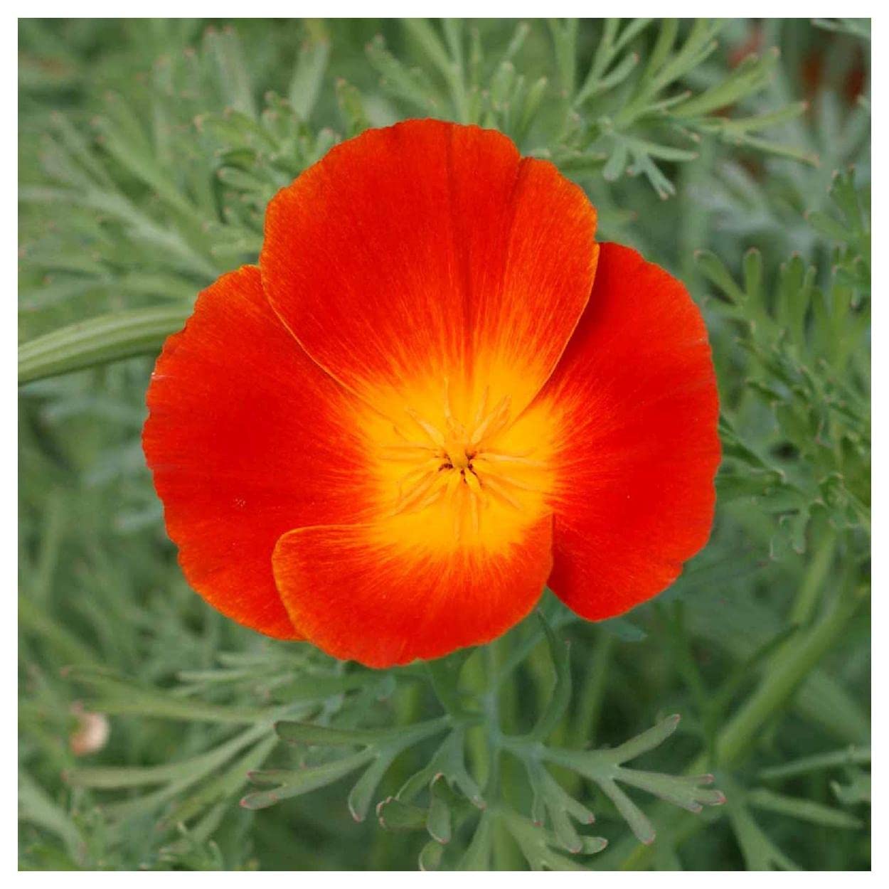 Everwilde Farms - 1000 Red Chief California Poppy Wildflower Seeds - Gold Vault Jumbo Seed Packet for Home Garden, Landscaping & Pollinator Gardens