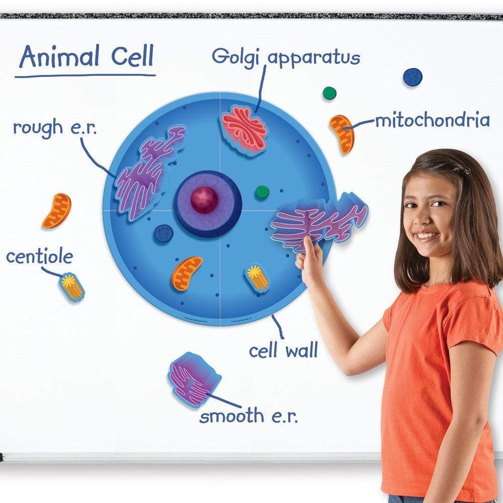 Giant Magnetic Animal Cell Model - 3D Science Biology Learning Tool for Classroom & Homeschool Education | Hands-on STEM Teaching Aid for Kids & Students
