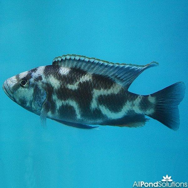 Nimbochromis Livingstonii Cichlid Fish - 15-17cm Freshwater Aquarium Fish for African Cichlid Tanks - Perfect for Home Aquariums & Fish Breeding