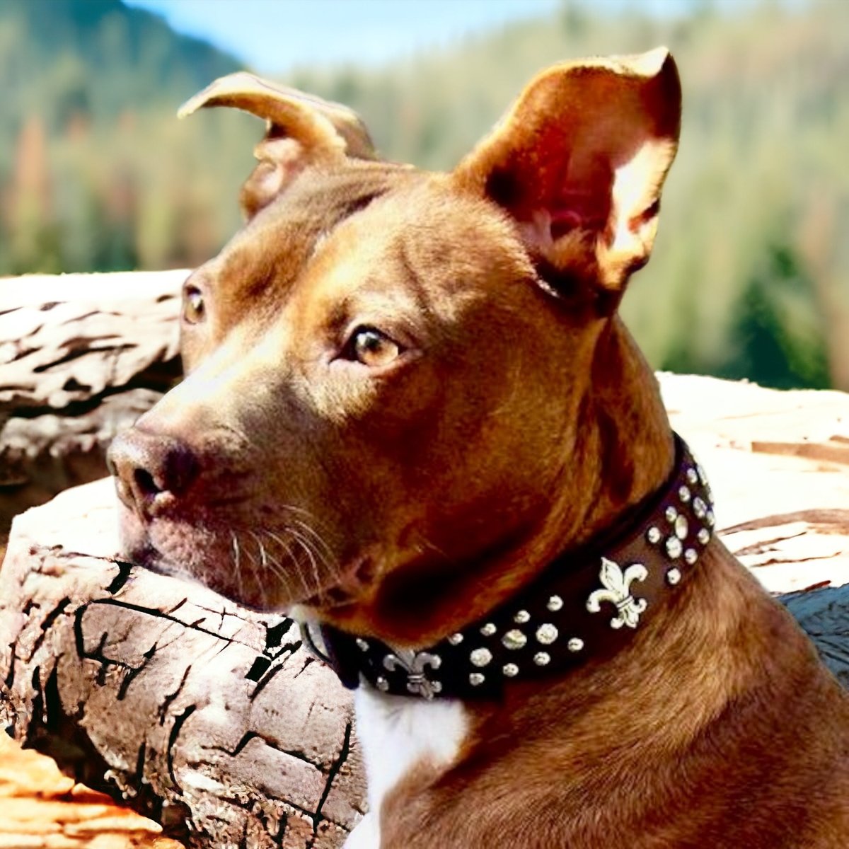 Premium Lilly Leather Dog Collar - Adjustable Soft Padded Pet Collar for Small Medium Large Dogs | Perfect for Daily Walks, Training & Outdoor Adventures