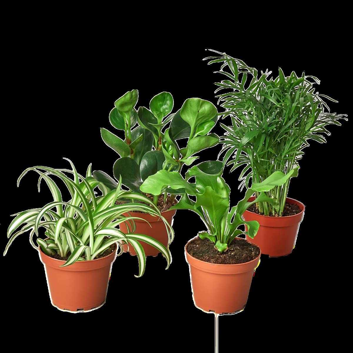 Pet-Friendly 4in Plant Bundle - Perfect for Home & Office Decor