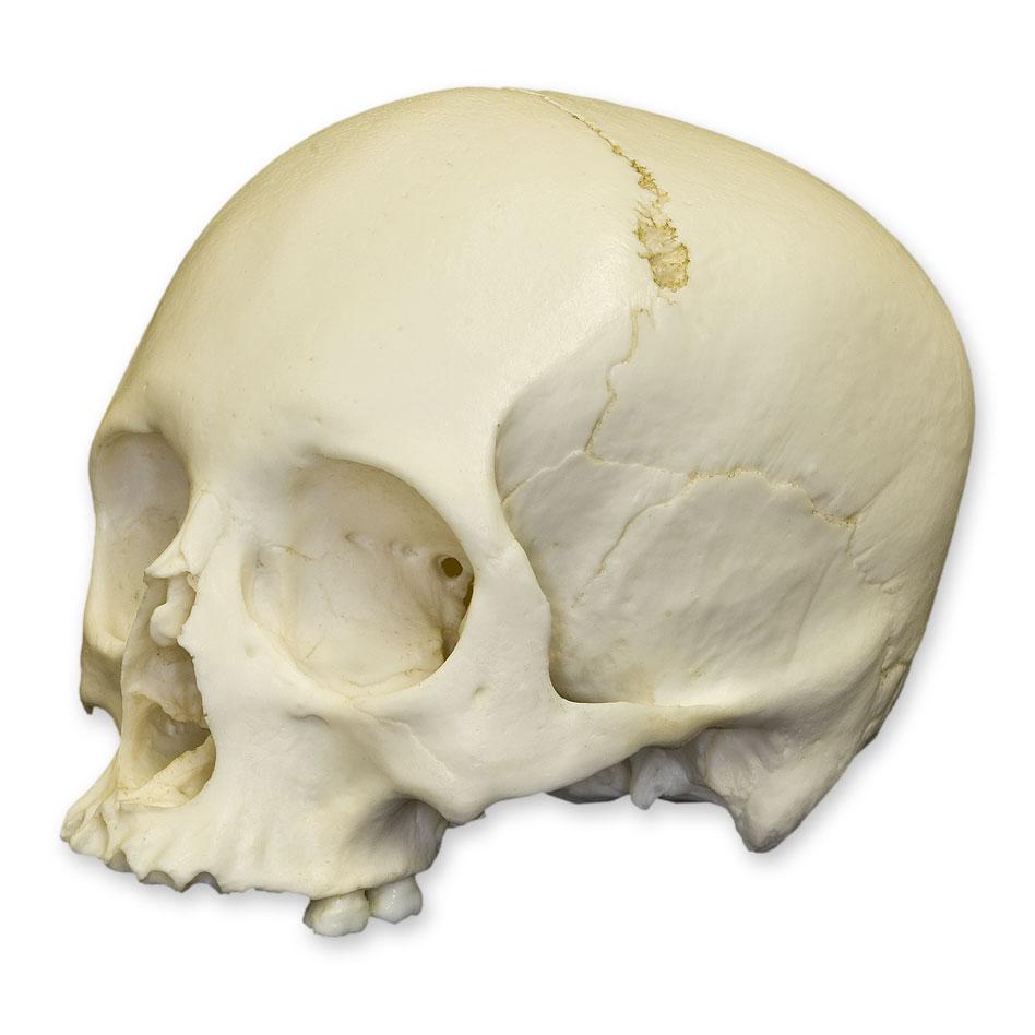 Authentic Replica Human Skull Model for Medical Study & Halloween Decor - Perfect for Anatomy Education, Halloween Props, and Horror Displays