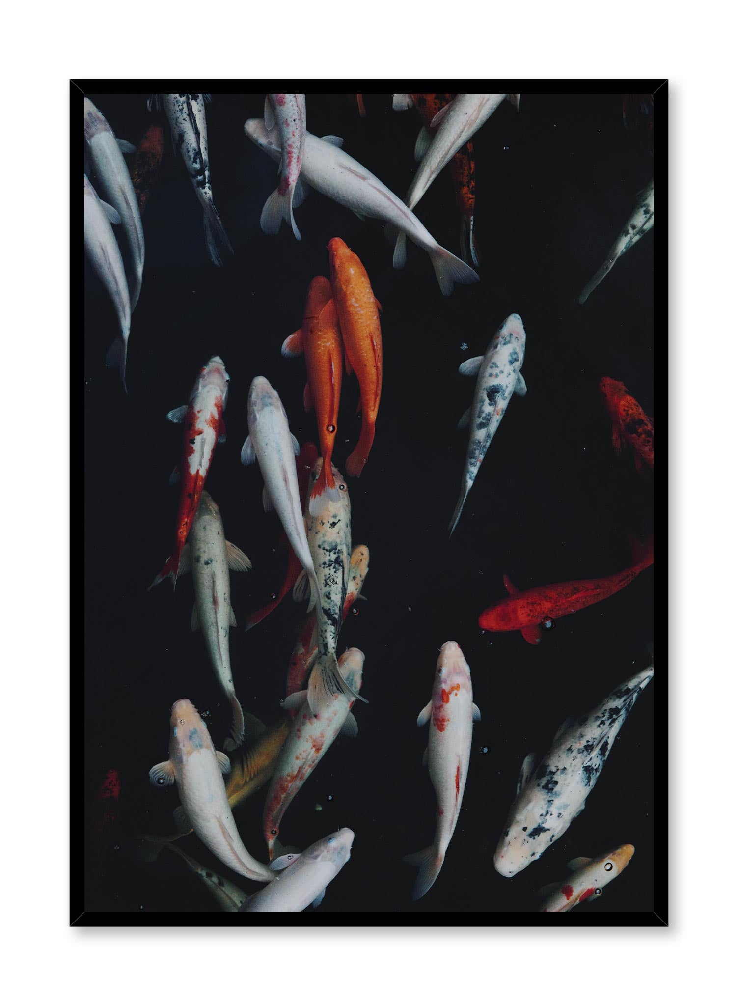 Beautiful Koi Fish Pond Art Poster - Vibrant Japanese Garden Wall Decor for Home, Office & Zen Meditation Spaces