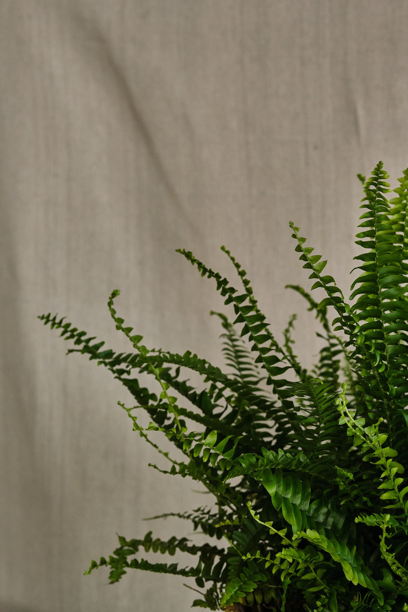 Boston Fern (Nephrolepis Exaltata) - Lush Indoor House Plant for Home & Office Decor - Perfect for Hanging Baskets, Shelves, and Tabletop Displays