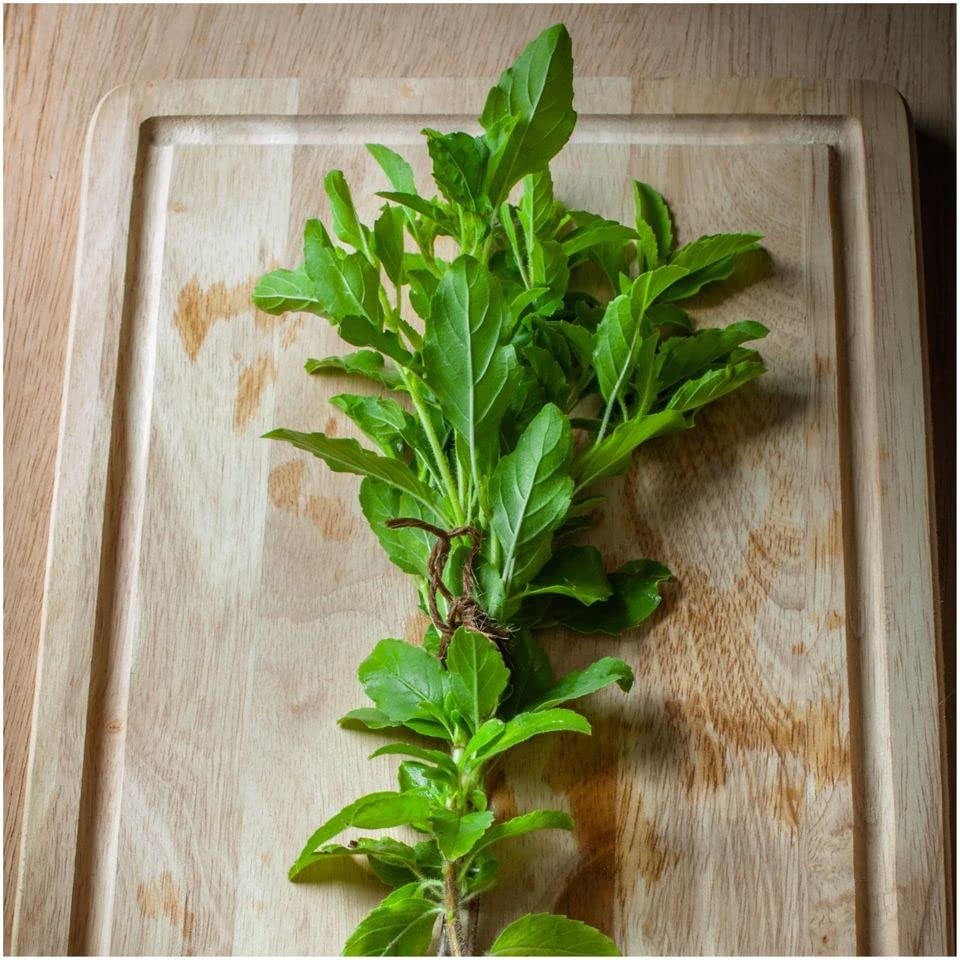 Organic Basil Rama Holy (Tulsi) Seeds - 100 Pcs for Home Gardening
