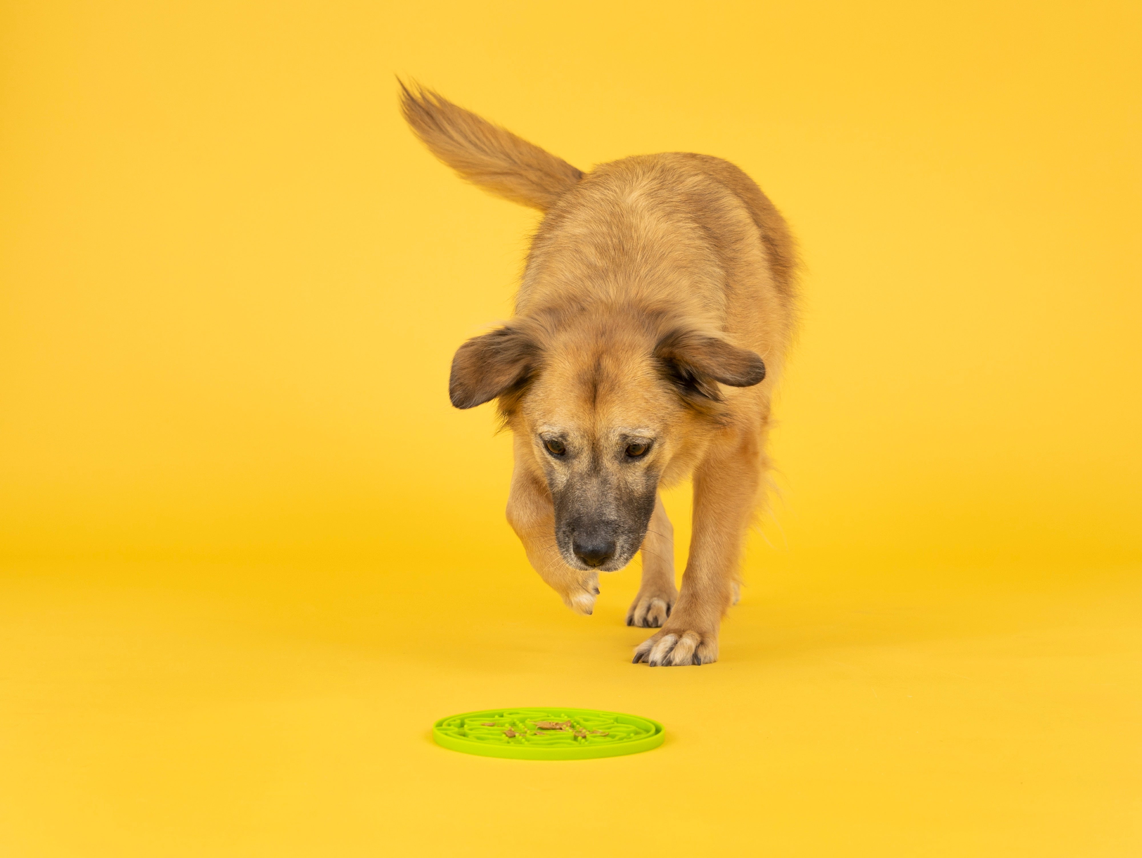 EverLick Slow Feeder Mat for Dogs and Cats - Avocado (Small) & Pineapple (Large) | Pet P.L.A.Y. - Interactive Puzzle Toy for Mealtime Fun & Mental Stimulation