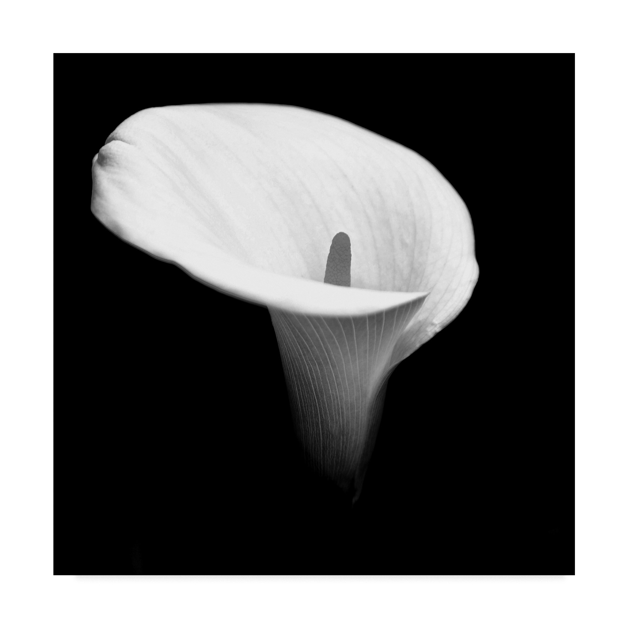 Black and White Abstract Art Print by Beata Czyzowska - 35x35 Inch Wall Decor for Living Room, Bedroom & Office - Modern Framed Canvas Painting for Home & Office Decor