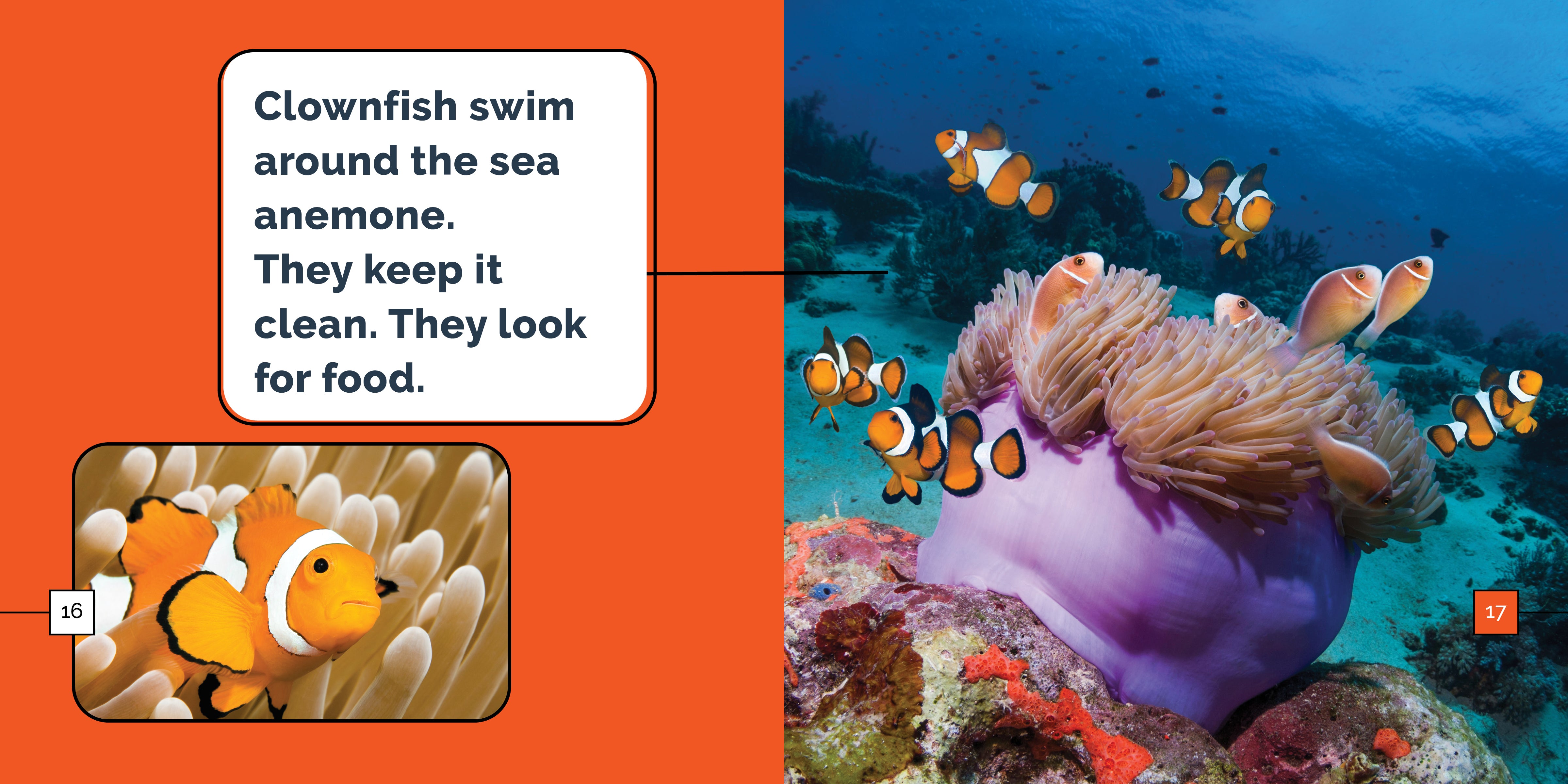 Clownfish Marvels - Vibrant Saltwater Aquarium Fish for Reef Tanks | Perfect for Marine Life Enthusiasts & Home Aquarium Decor