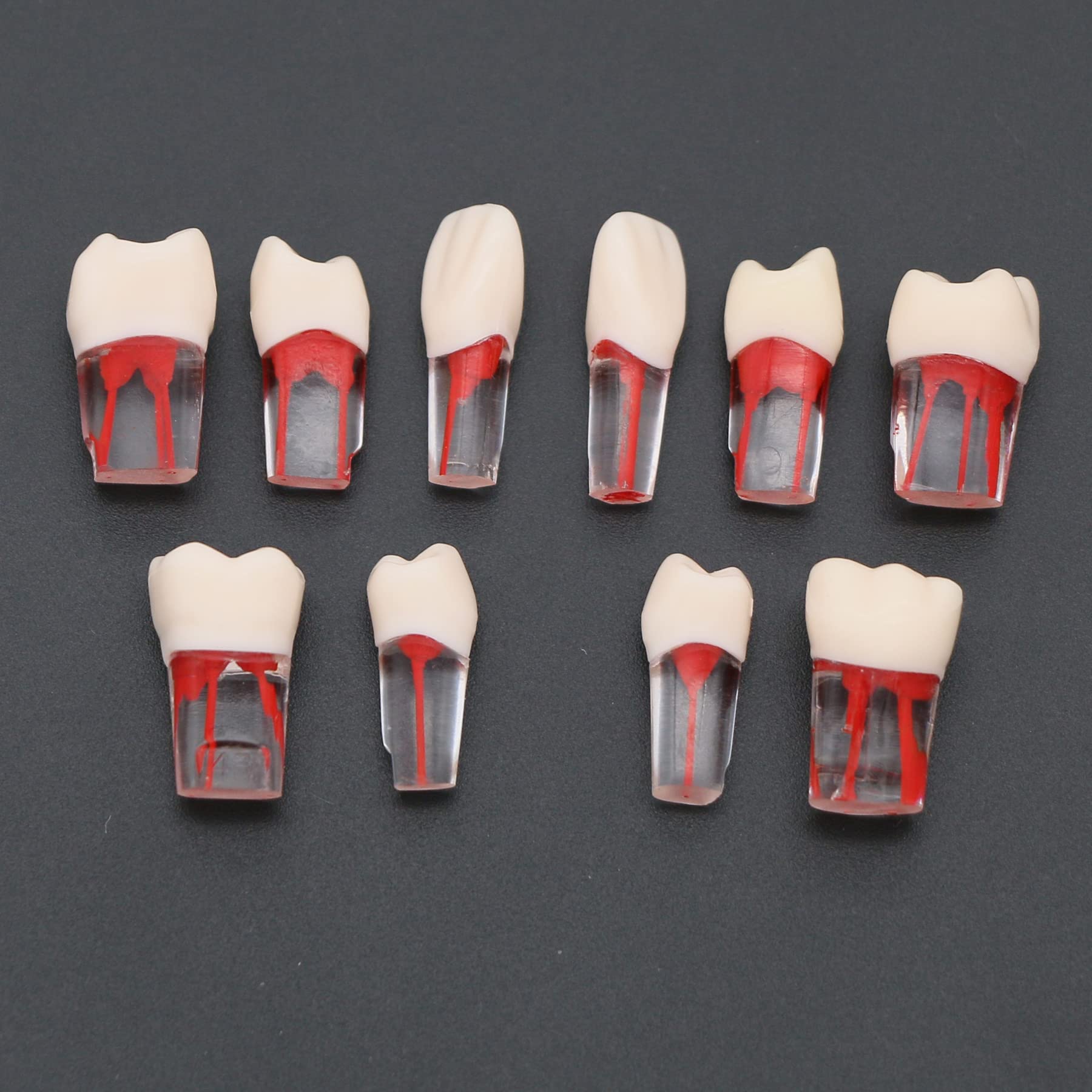 10 Pcs Dental Teeth Model for RCT Practice - Tooth Block with Pulp Cavity for Dental Teaching & Study - Perfect for Dental Students, Professionals & Training Classes