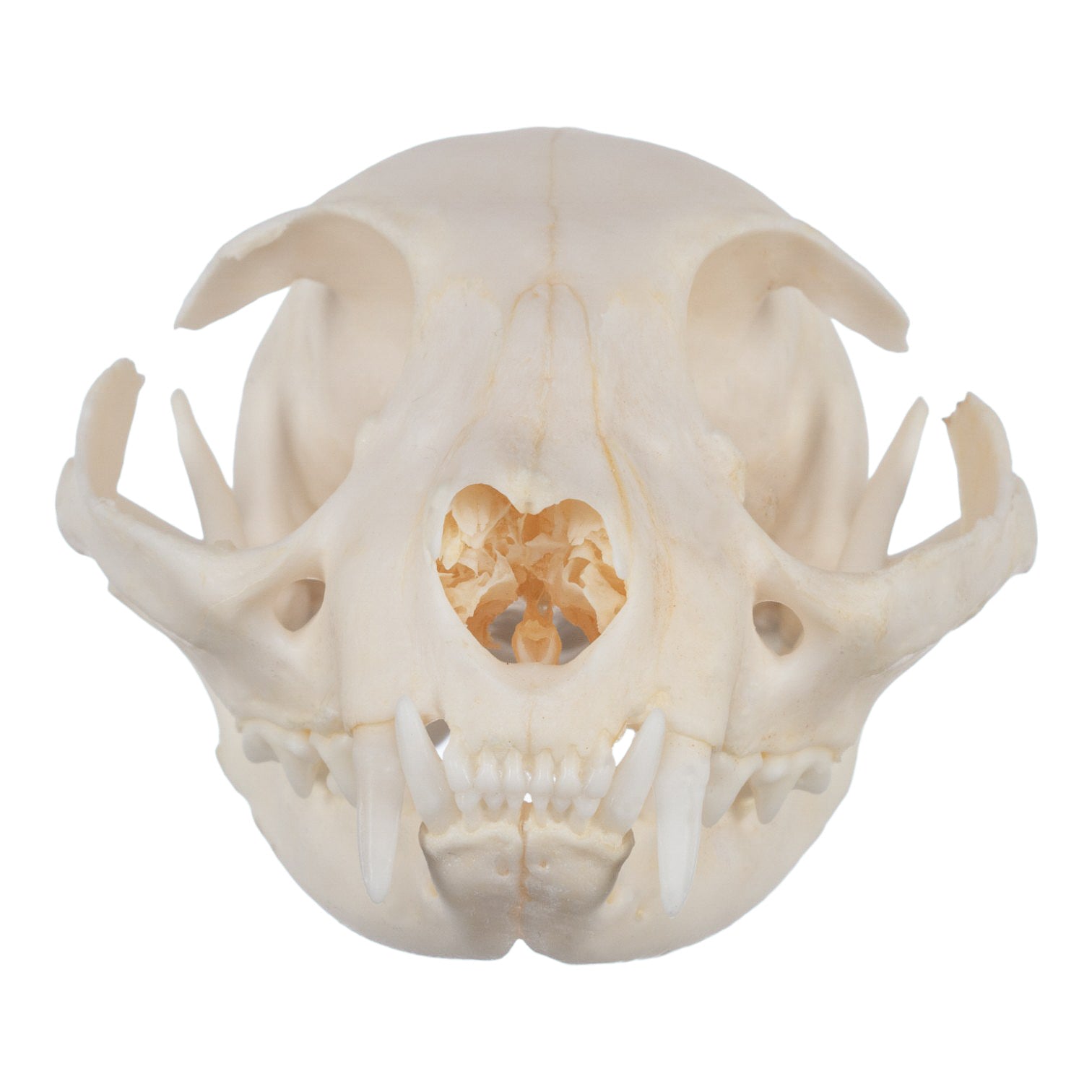 Authentic Domestic Cat Skull Specimen - Taxidermy Oddity & Gothic Decor - Perfect for Halloween, Dark Academia, and Natural History Displays