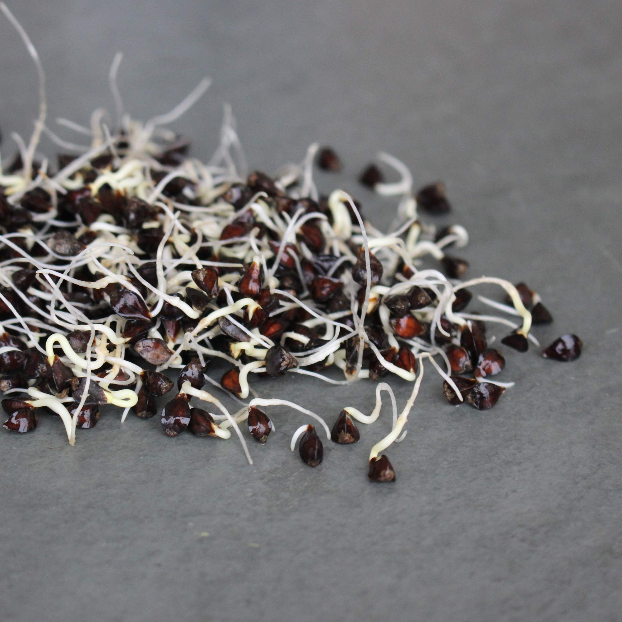 Organic Buckwheat Sprouting Seeds - 4.5 Lbs Bulk Unhulled - Non-GMO, USDA Certified Organic - Perfect for Growing Salad Greens, Microgreens & Sprouts - Ideal for Home Gardening, Food Storage & Healthy Eating
