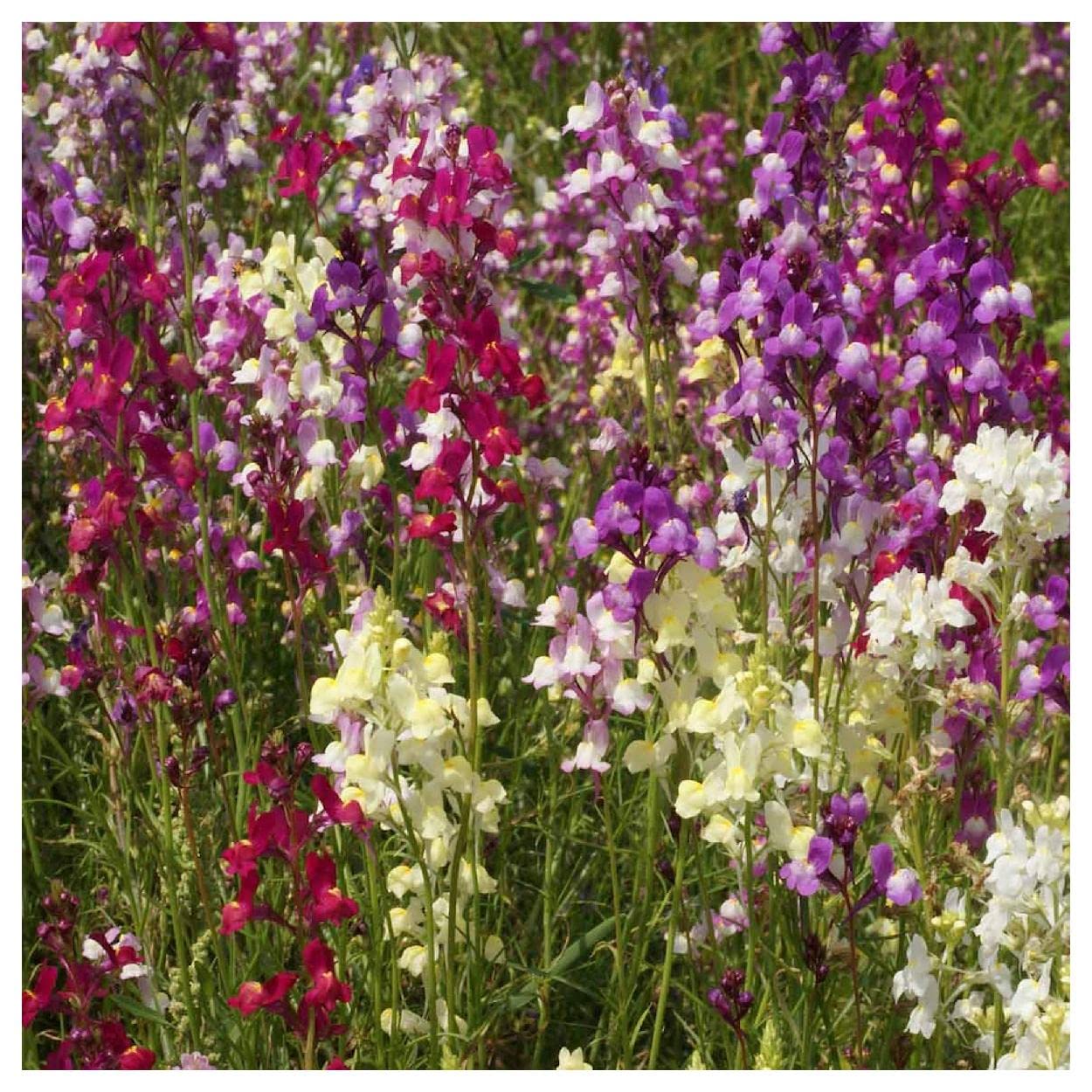 2000 Northern Lights Mix Tall Snapdragon Wildflower Seeds - Premium Gold Vault Seed Packet for Garden Planting & Landscaping - Attracts Pollinators & Adds Vibrant Colors to Your Yard