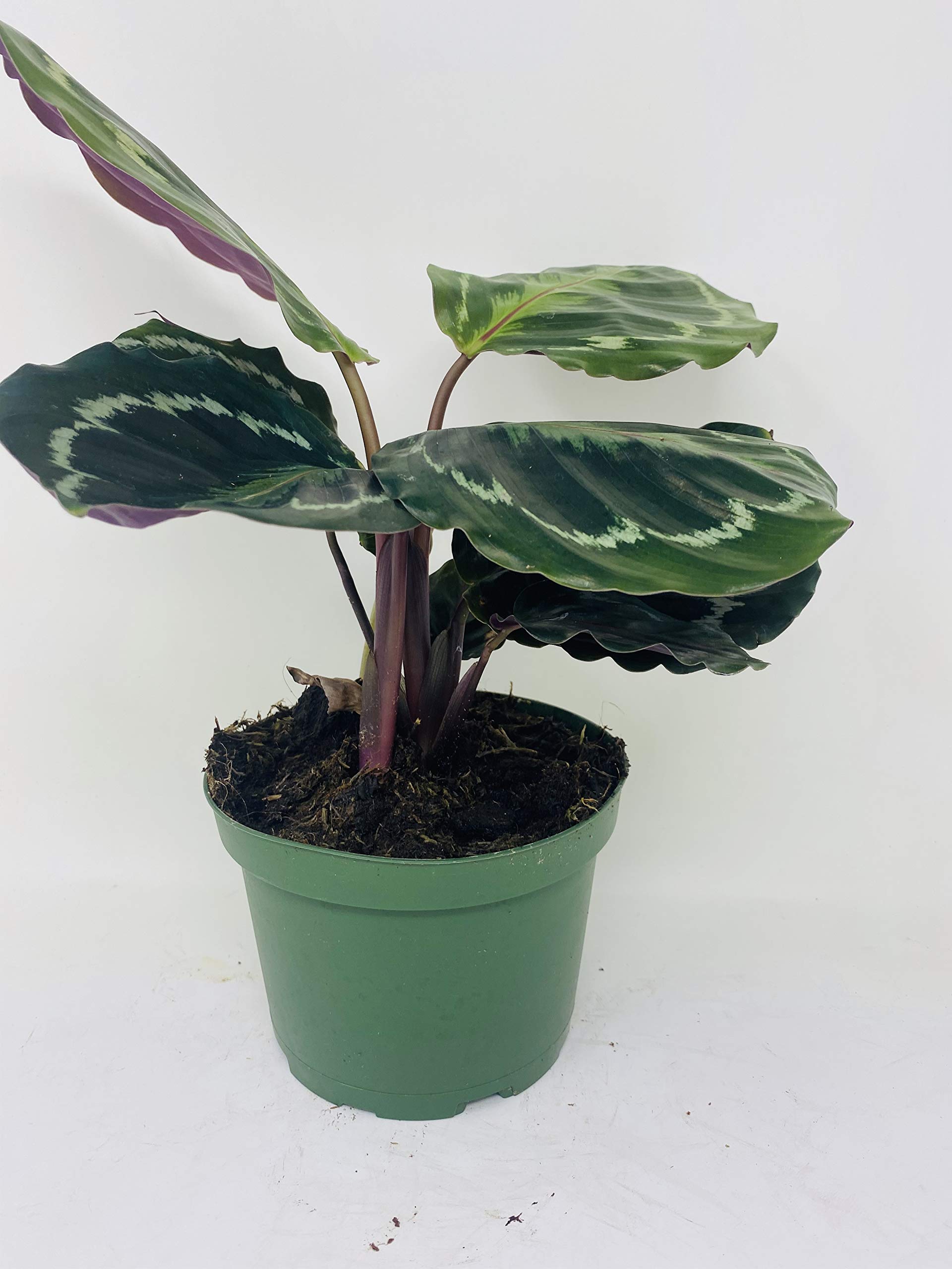 Calathea Rose Painted Prayer Plant - Live Houseplant in 6