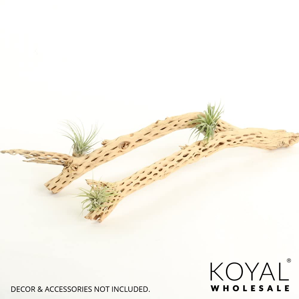 Koyal Wholesale 12 Inch Natural Cholla Wood for Aquarium & Terrarium - Perfect for Reptile Habitats, Fish Tanks, and Hermit Crab Decor