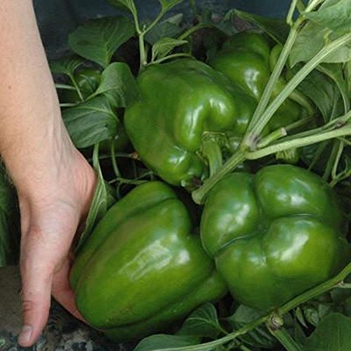 Vanguard Hybrid Sweet Bell Pepper Seeds - 4-Lobed Continuous Setting Fruit (10 Seeds) for Home Gardening, Container Planting & Fresh Salads