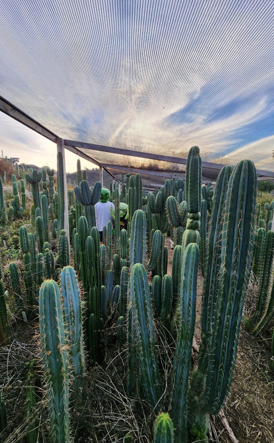 EC35 EXACT Trichocereus Cactus Cuttings - Rare Succulent Plants for Home & Garden Decor | Perfect for Desert Landscaping and Indoor Plant Displays