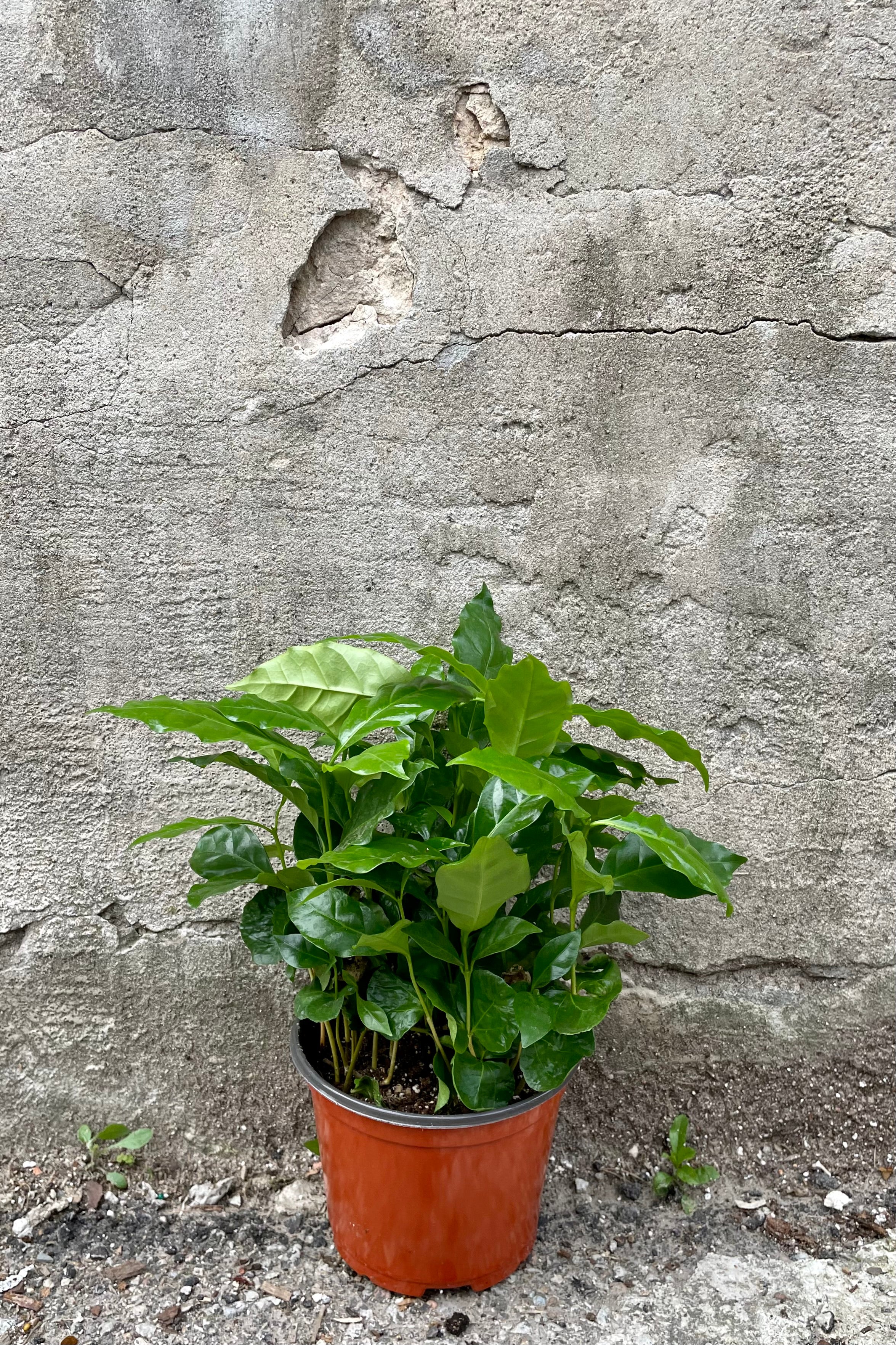 Premium Arabica Coffee Plant - 6