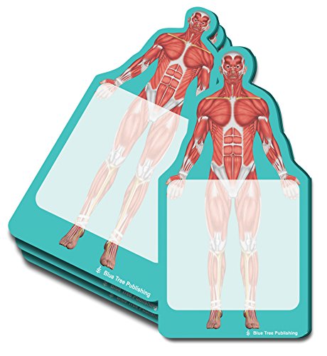 Muscle 4 Pack