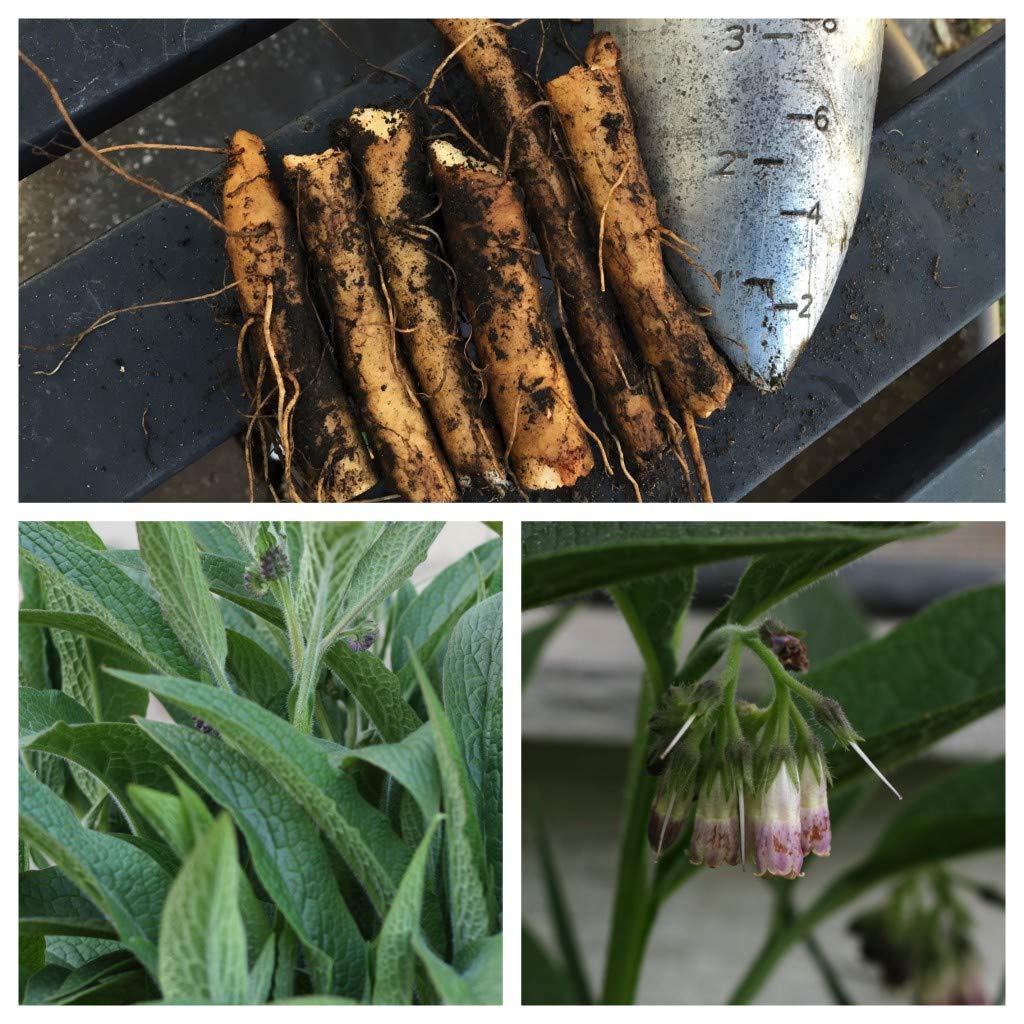 Organic Russian Comfrey Bocking 14 - 12 Live Root Cuttings for Planting | Non-GMO, Fast Growing Medicinal Herb | Perfect for Permaculture Gardens, Compost Tea & Natural Fertilizer