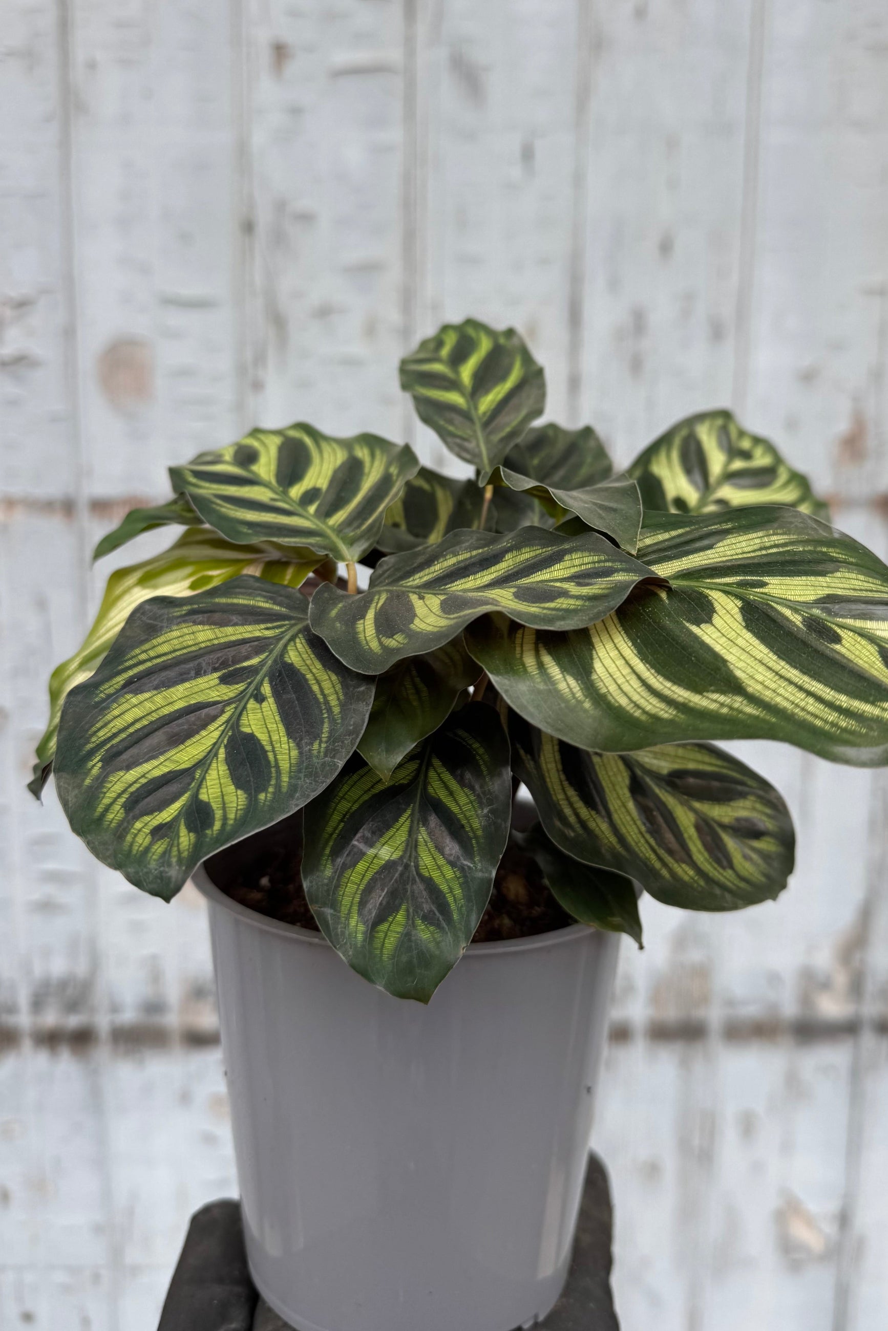 Calathea Makoyana Peacock Plant - Live Indoor Houseplant for Home & Office Decor - Low Light & Air Purifying - Perfect for Living Room, Bedroom, or Workspace