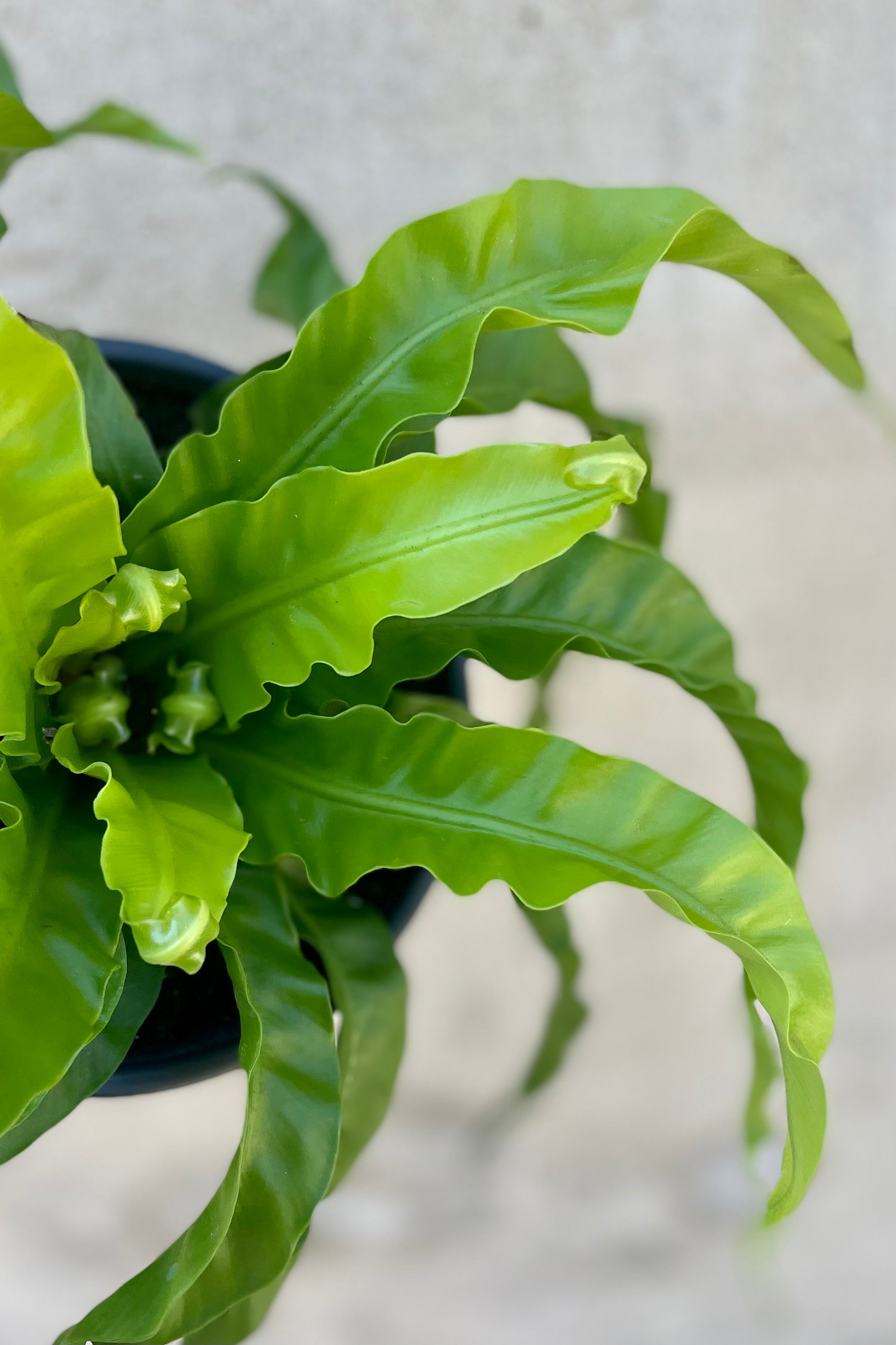 Asplenium Antiquum 'Hurricane' Fern - 6 Inch Indoor House Plant for Home Decor, Office, and Low Light Spaces - Perfect for Bathrooms, Living Rooms, and Gift Giving