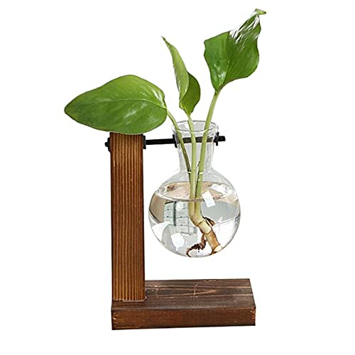 Profectlen-US Clear Glass Vase for Terrariums, Hydroponic Plants & Home Decor - Perfect for Tabletop Bonsai, Flowers & Indoor Gardening Accessories