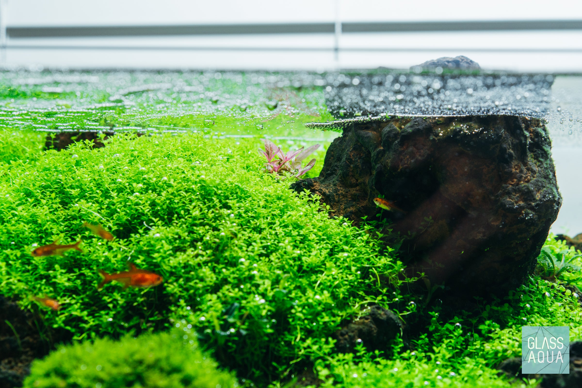 Hygrophila Lancea Araguaia Chai - Live Aquarium Plant for Freshwater Fish Tanks - Perfect for Aquascaping and Shrimp Tanks