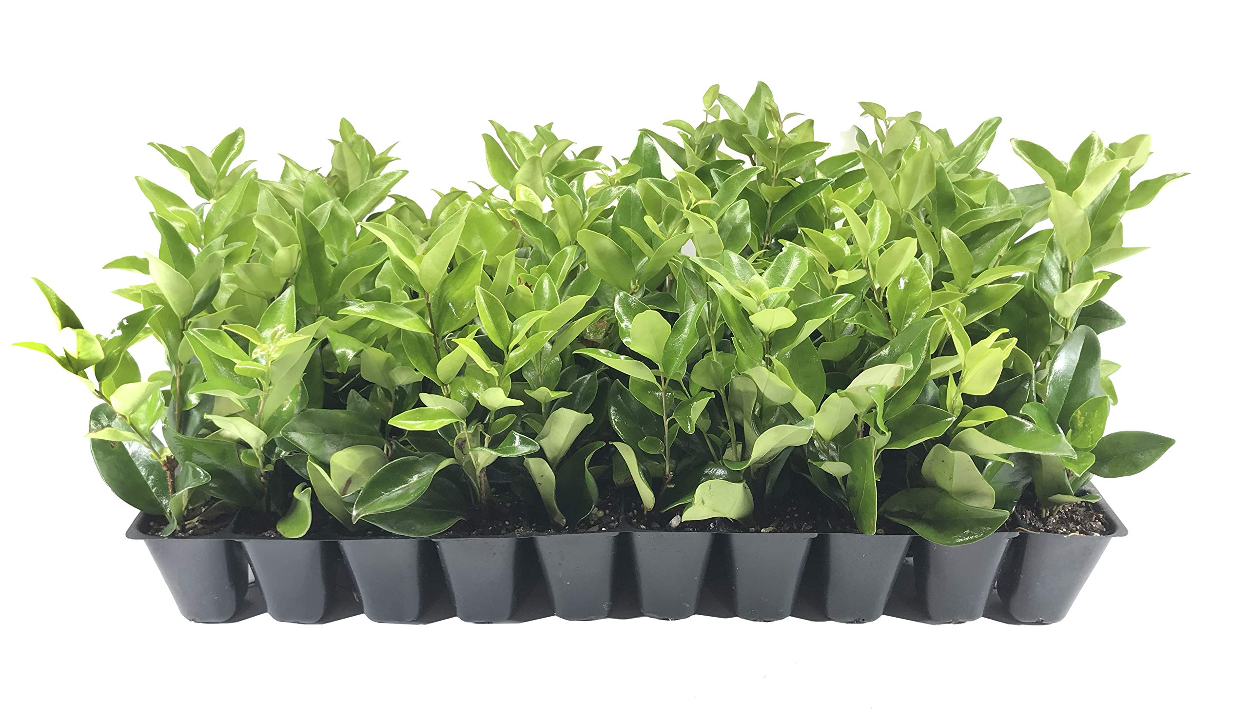 Ligustrum Waxleaf Privet - 30 Live Plants in 2 Inch Pots - Evergreen Privacy Hedge for Landscaping, Garden Borders, and Outdoor Screening