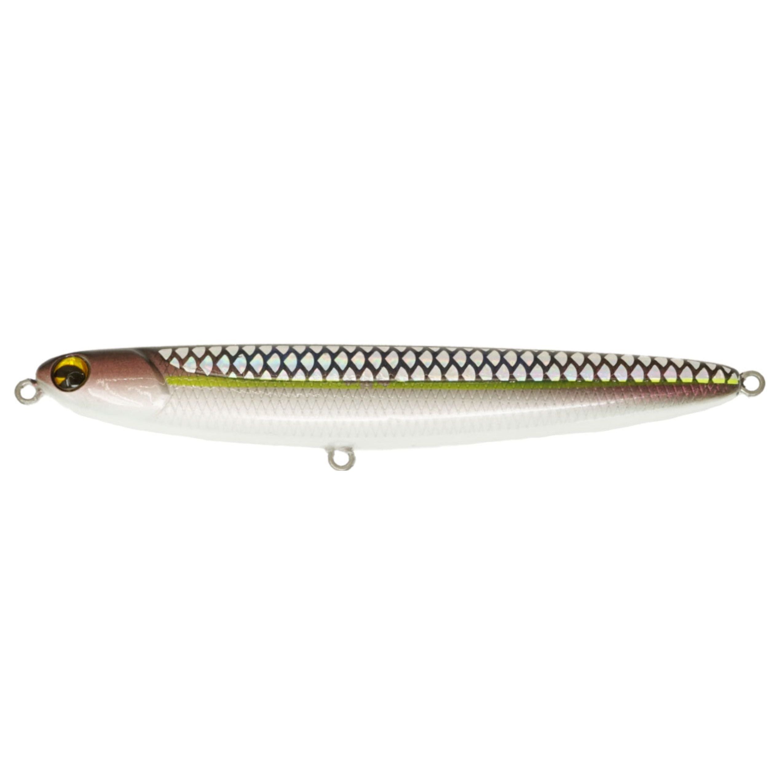 Blueback Herring