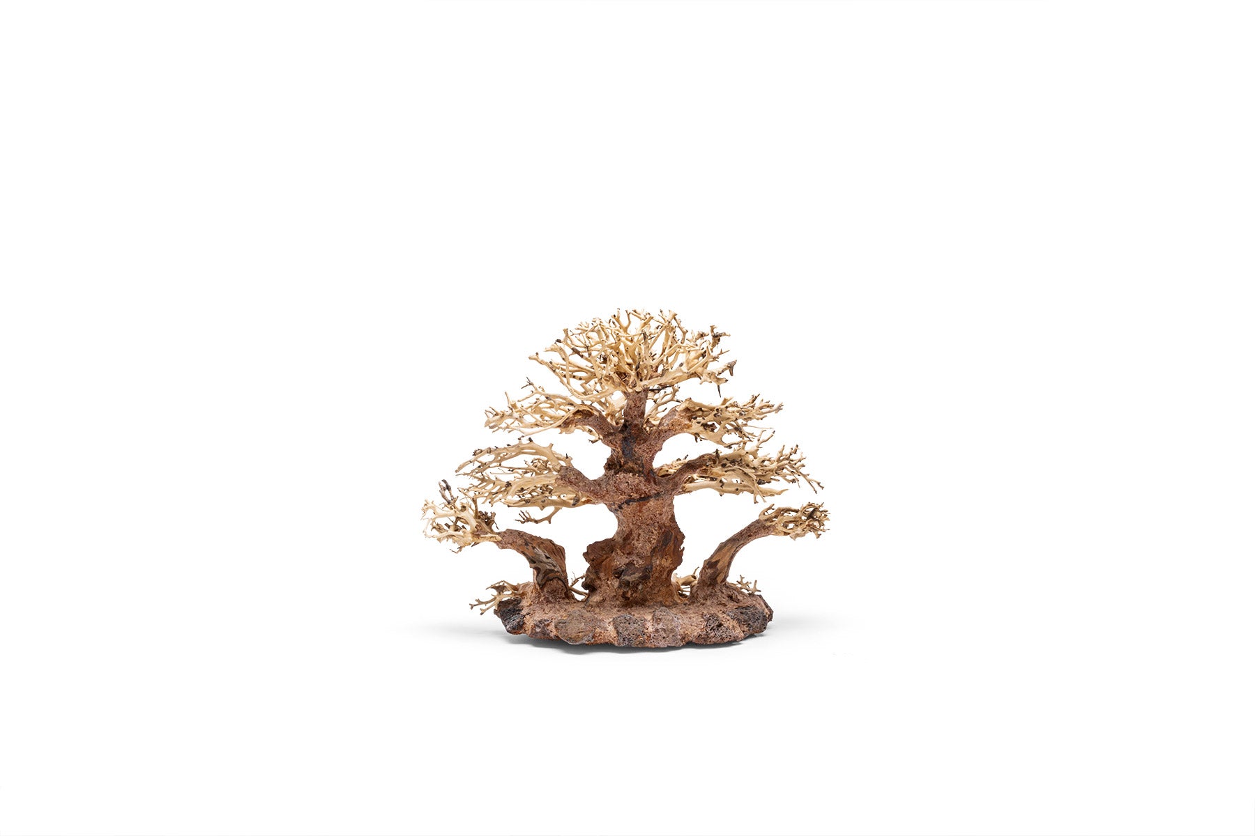 UNS Bonsai 004 - Premium Mini Bonsai Tree Kit for Home & Office Decor | Perfect Gift for Plant Lovers, Zen Garden Enthusiasts & Indoor Gardening