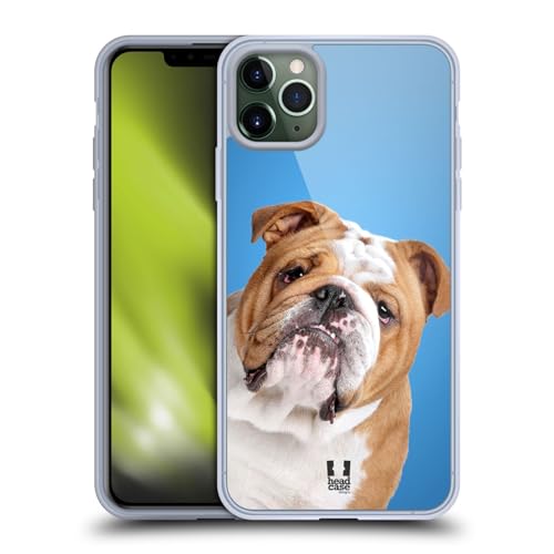 English Bulldog