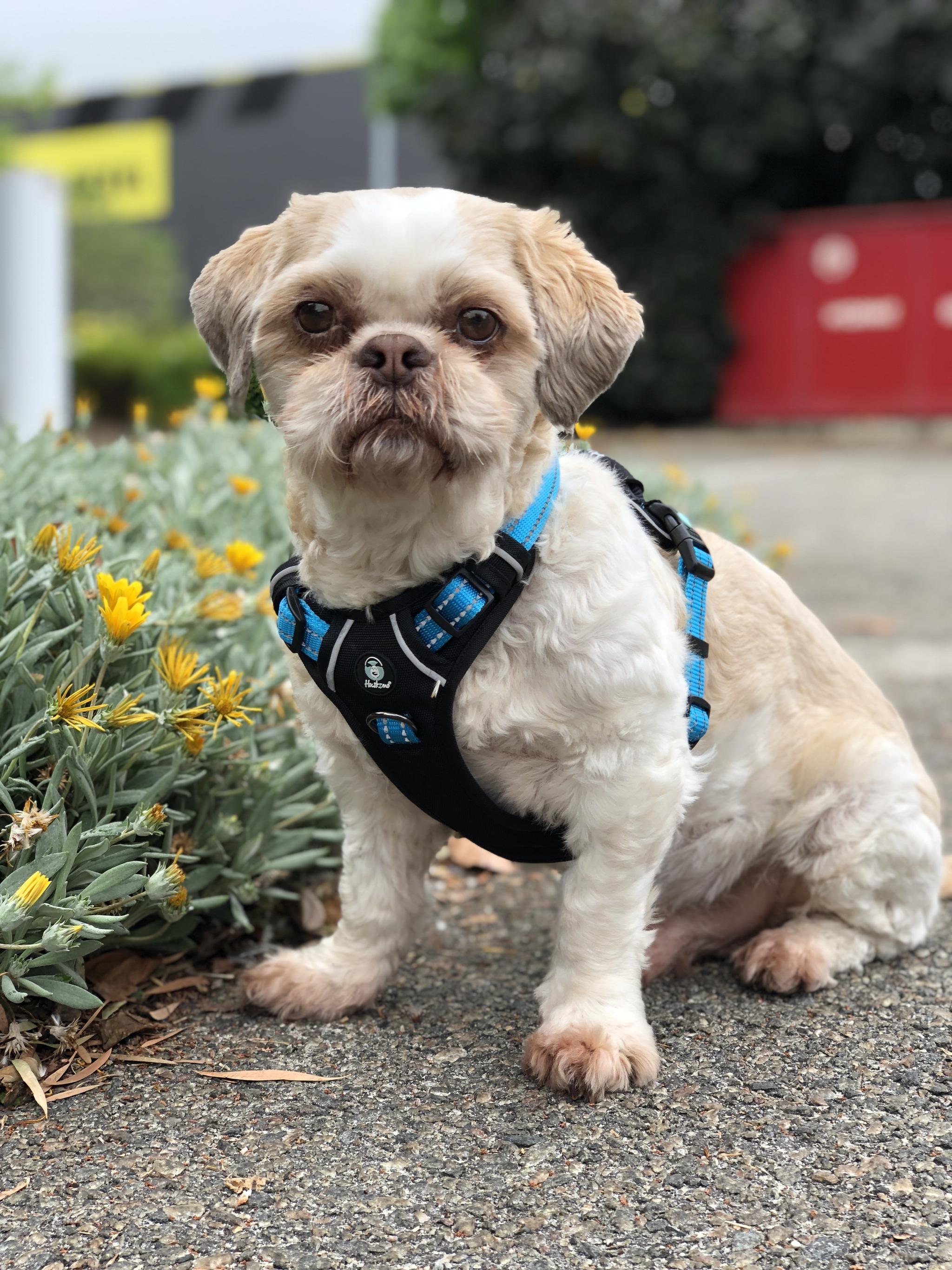 Huskimo Ultimate No-Pull Dog Harness with Padded Vest - Reflective & Adjustable for Medium to Large Dogs - Perfect for Walking, Hiking & Outdoor Adventures at Bells Beach