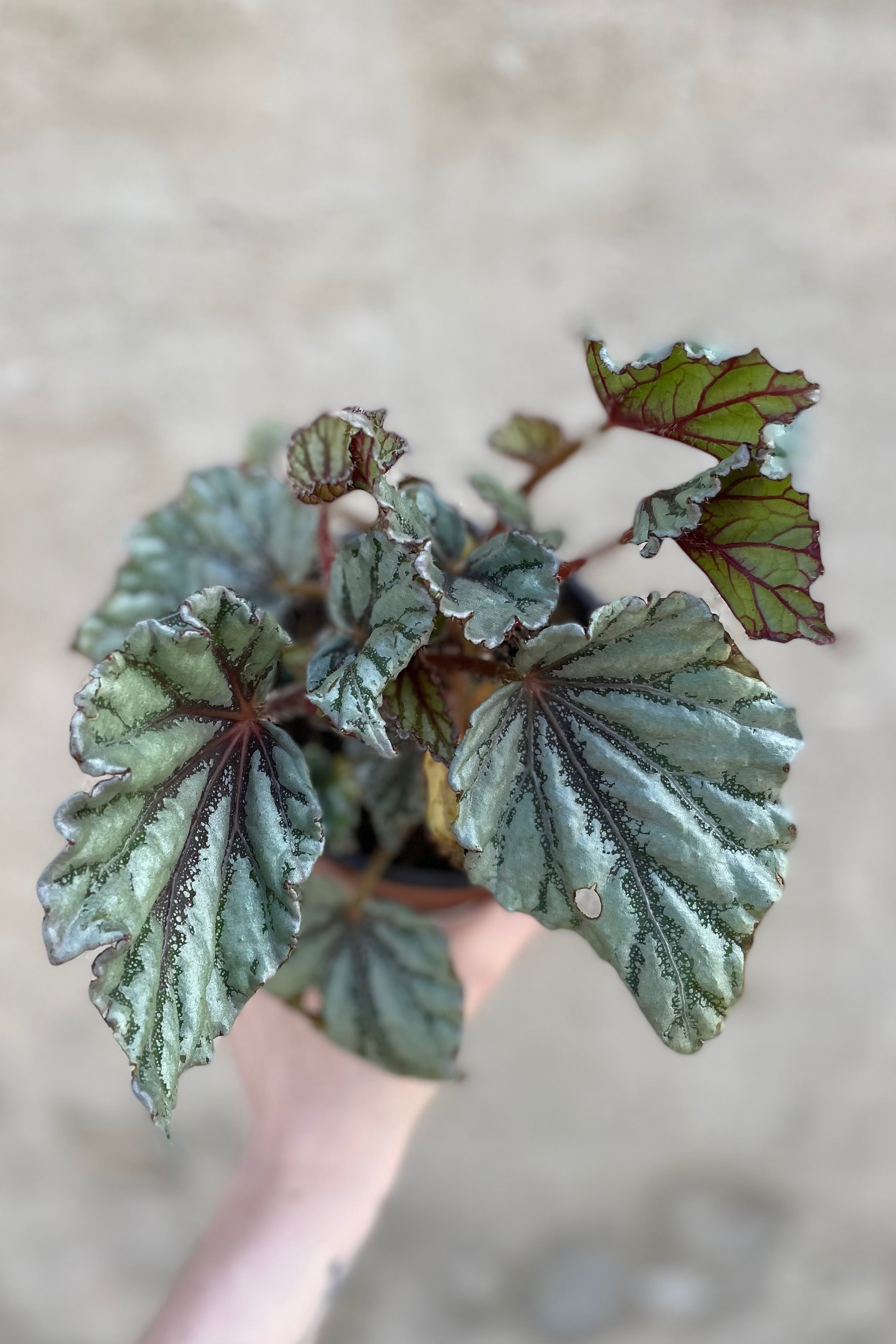 Begonia Rex Cultorum - 5 Live Plants for Home & Garden Decor | Perfect for Indoor Houseplant Lovers & Outdoor Landscaping