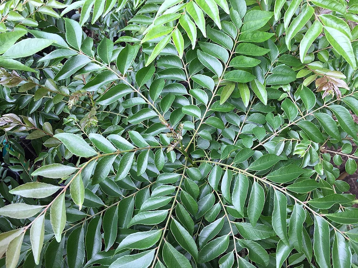 UGALOO Fresh Curry Leaf Plant (Murraya Koenigii) - Organic Herb for Indian Cooking, Ayurvedic Remedies & Home Gardening