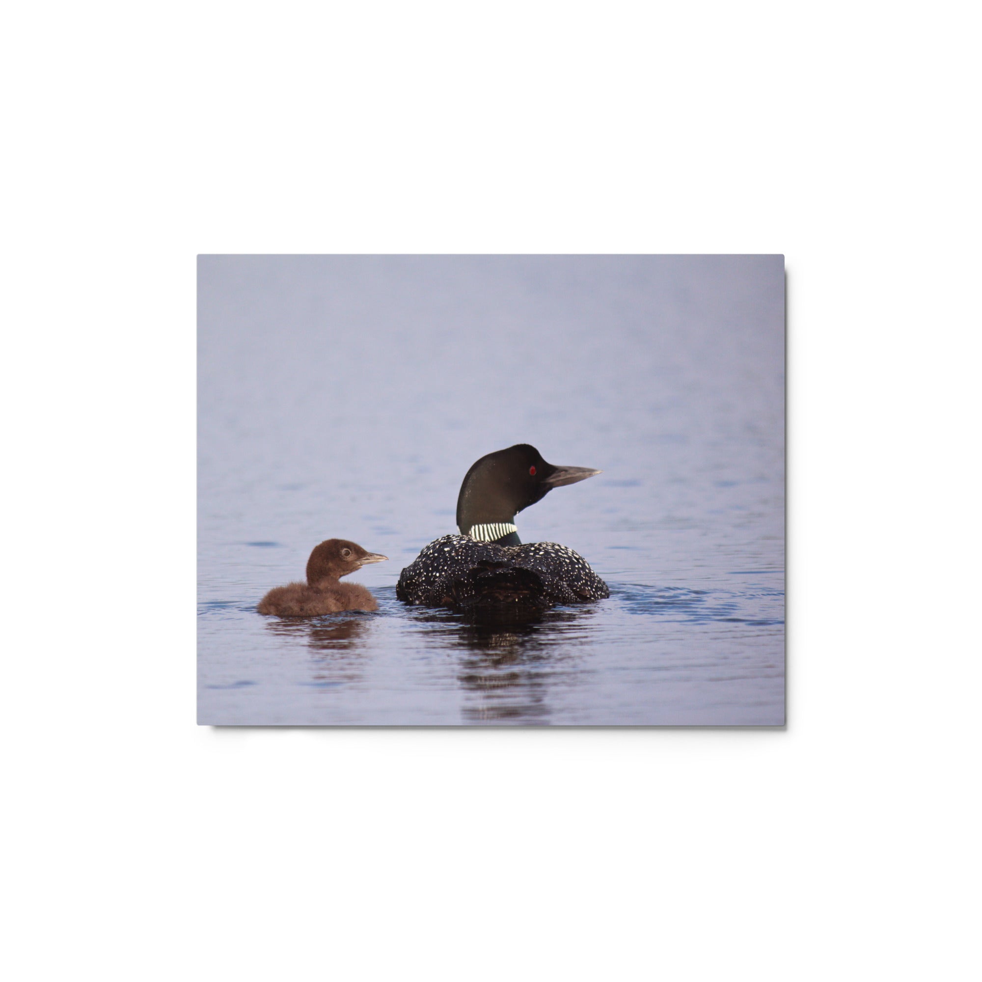 Premium Metal Print - Loon Family Wall Art | High-Quality Home Decor for Living Room, Bedroom & Office