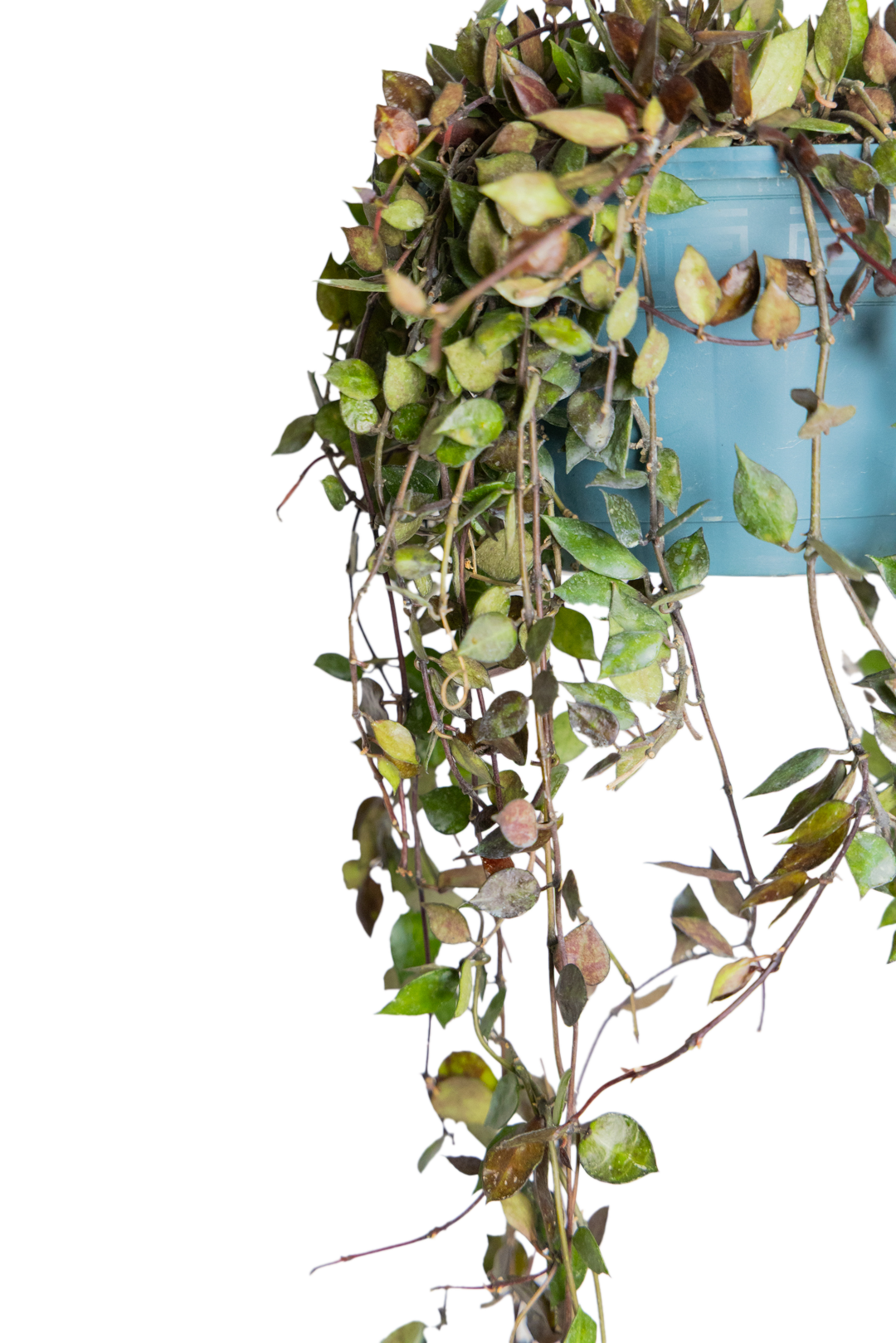 Hoya Krohniana 8 Inch Potted Plant - Wax Flower Live Houseplant for Home Decor, Office Desk, or Indoor Garden - Perfect for Hanging Baskets and Plant Lovers