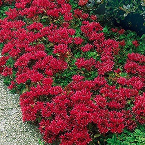 50 Seeds Sedum Spurium 'Summer Glory' - Drought-Tolerant Succulent Ground Cover, Perennial Stonecrop for Rock Gardens & Landscaping | Easy to Grow Low-Maintenance Plants for Borders & Containers