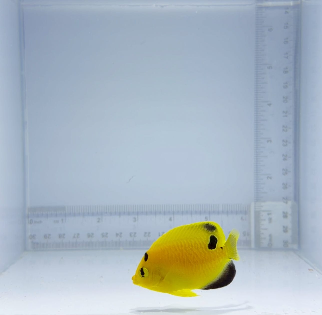 Captive Bred Goldflake Angelfish - Premium Saltwater Aquarium Fish for Reef Tanks - Perfect for Marine Aquariums & Coral Displays