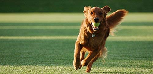 Premium Dog Urinary Care Chews - Urinary Tract Support Treats with Corn Silk & Powerful Herbal Complex - 90 Count Bottle for Healthy Bladder - Ideal for Senior Dogs & UTI Prevention at Home