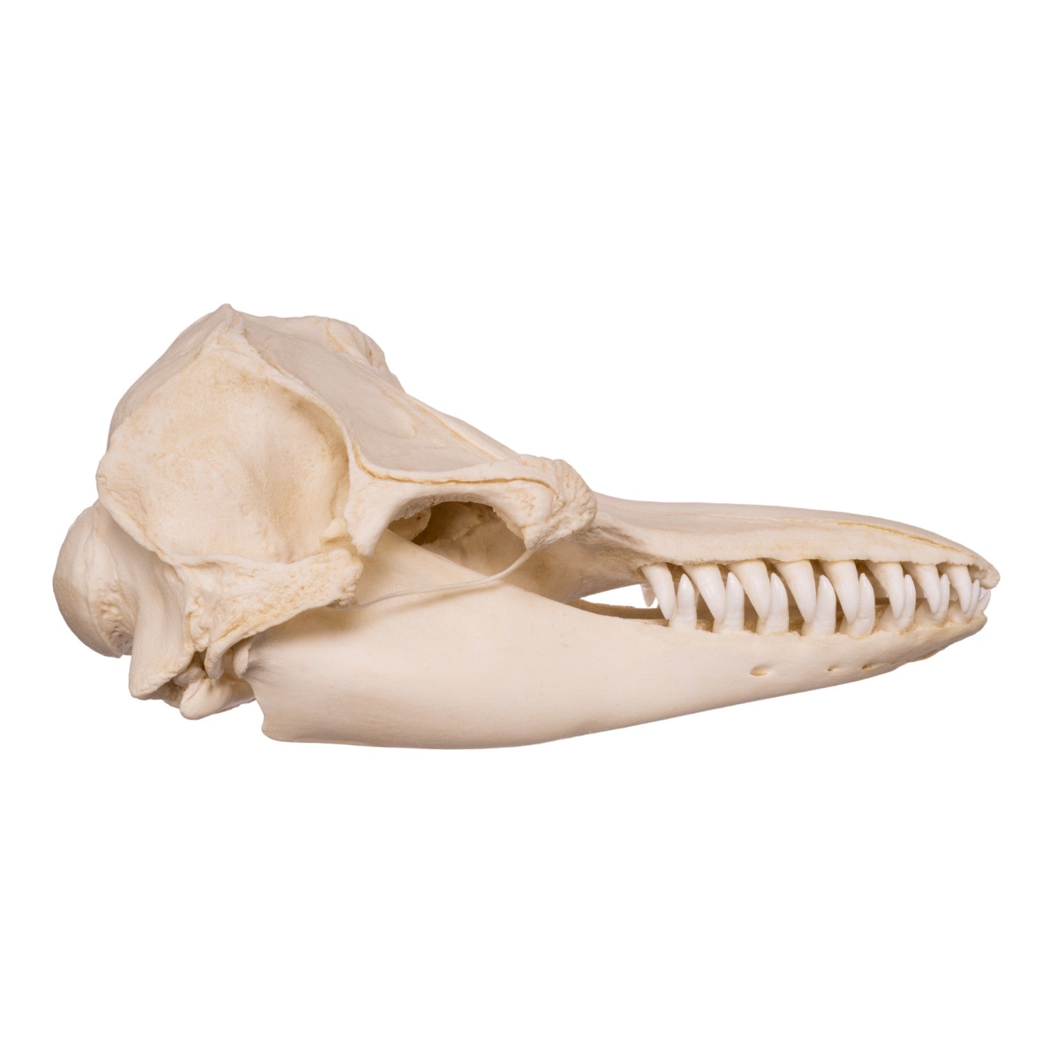 Replica False Killer Whale Skull - Lifelike Marine Animal Skull Model for Home Decor, Educational Display & Halloween Props