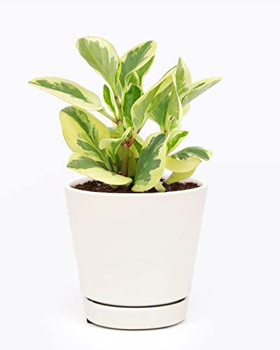 Peperomia Obtusifolia Variegata