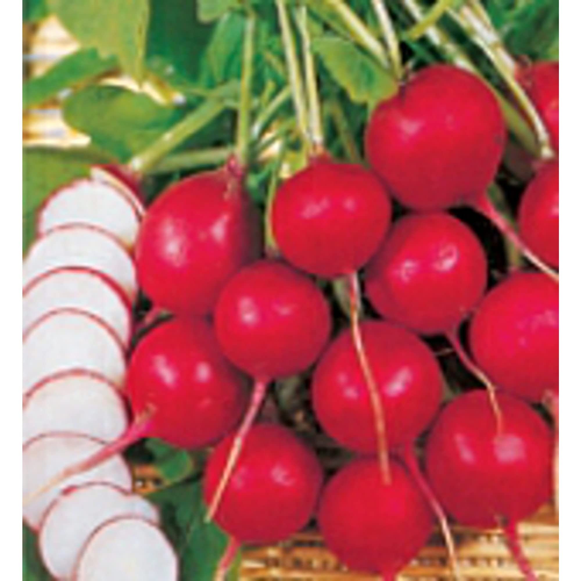 Champion Radish Seeds (20+ Seeds) - Non-GMO Vegetable Seeds for Planting | Home Garden, Greenhouse, Container Gardening | Fast-Growing Salad & Pickling Radishes